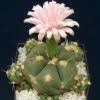 Gymnocalycium_horstii_2